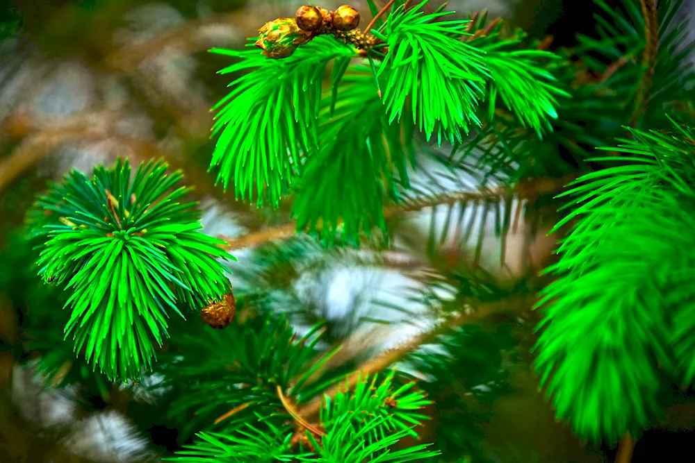 Spruce fir pine paws