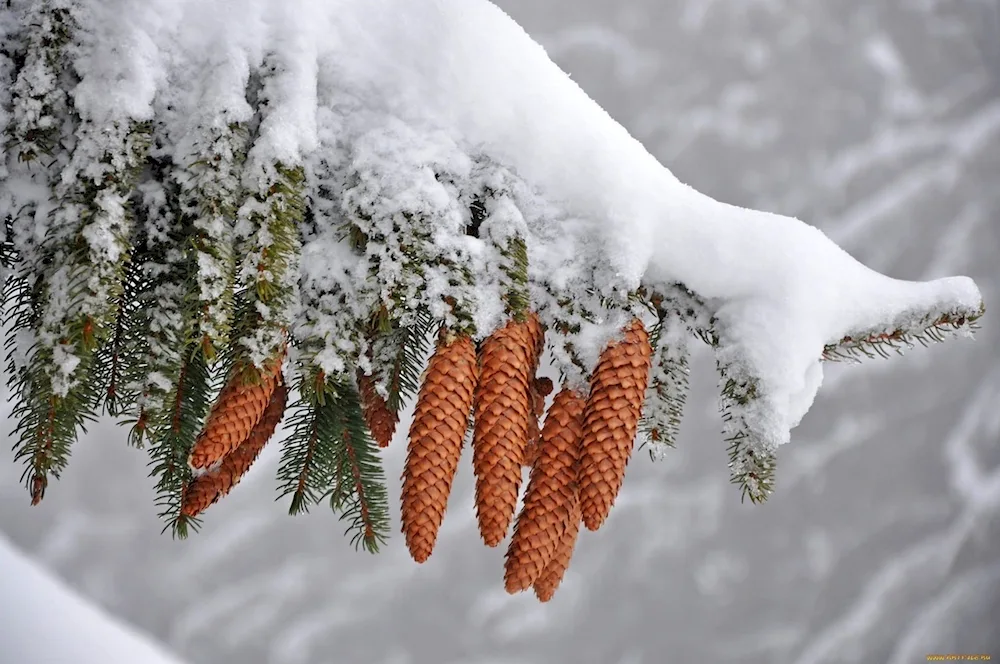 Berries winter