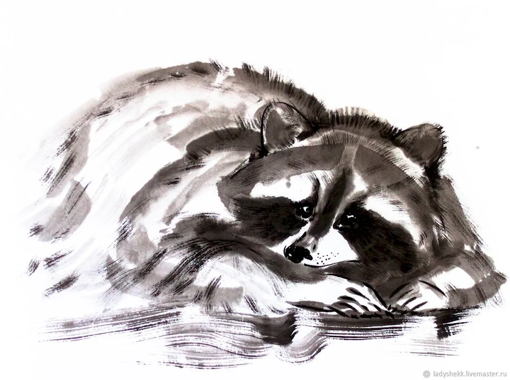 Raccoon drawing