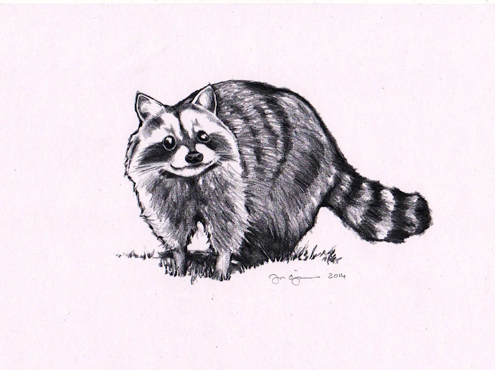 Raccoon striping