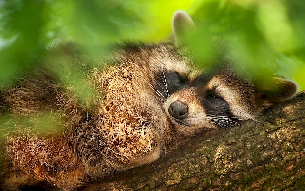 Sleeping animals
