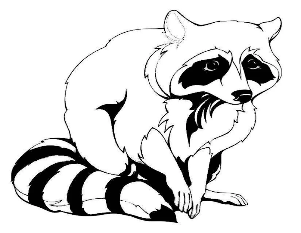 Raccoon drawing