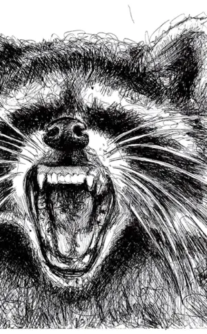 Raccoon drawing