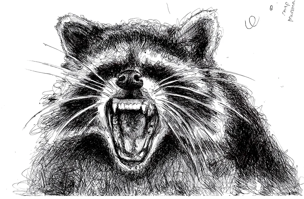 Raccoon drawing