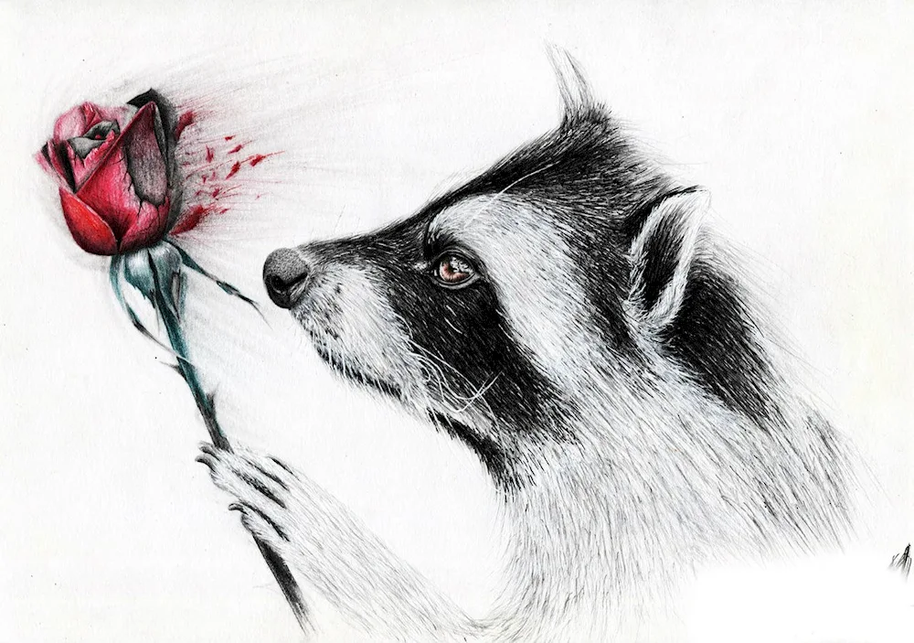 Raccoon drawing