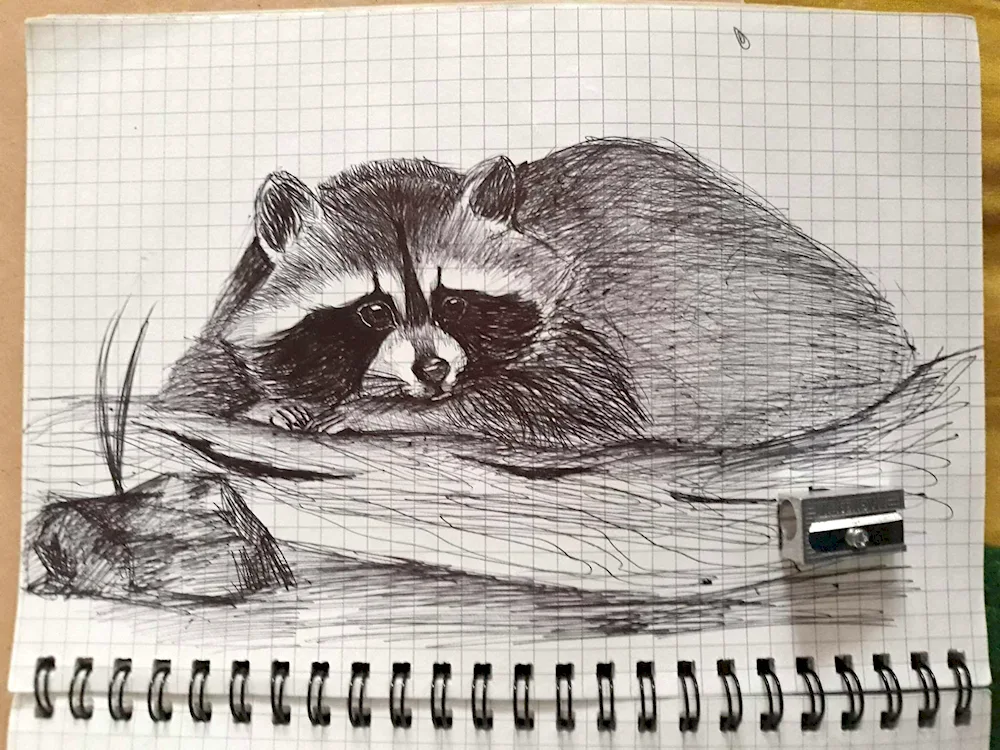 Raccoon drawing