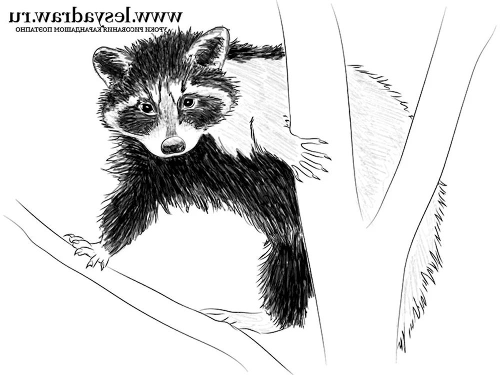 Raccoon colouring