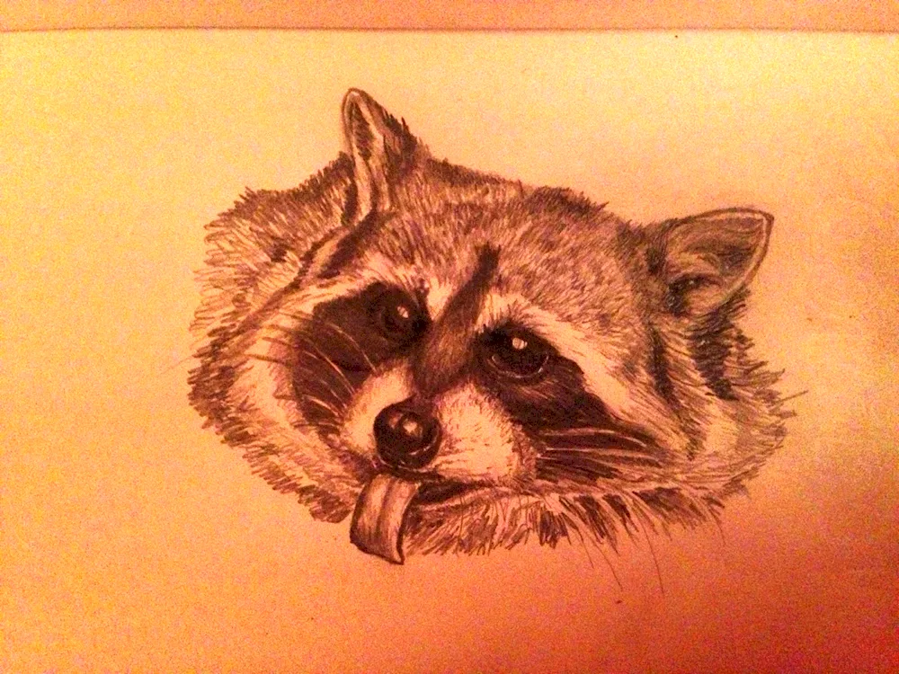 Raccoon drawing for drawing