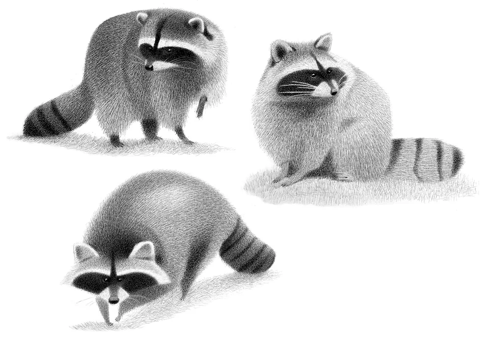Draw a raccoon