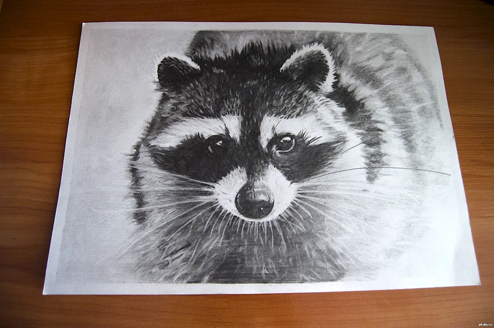 Raccoon pencil drawing for sketch