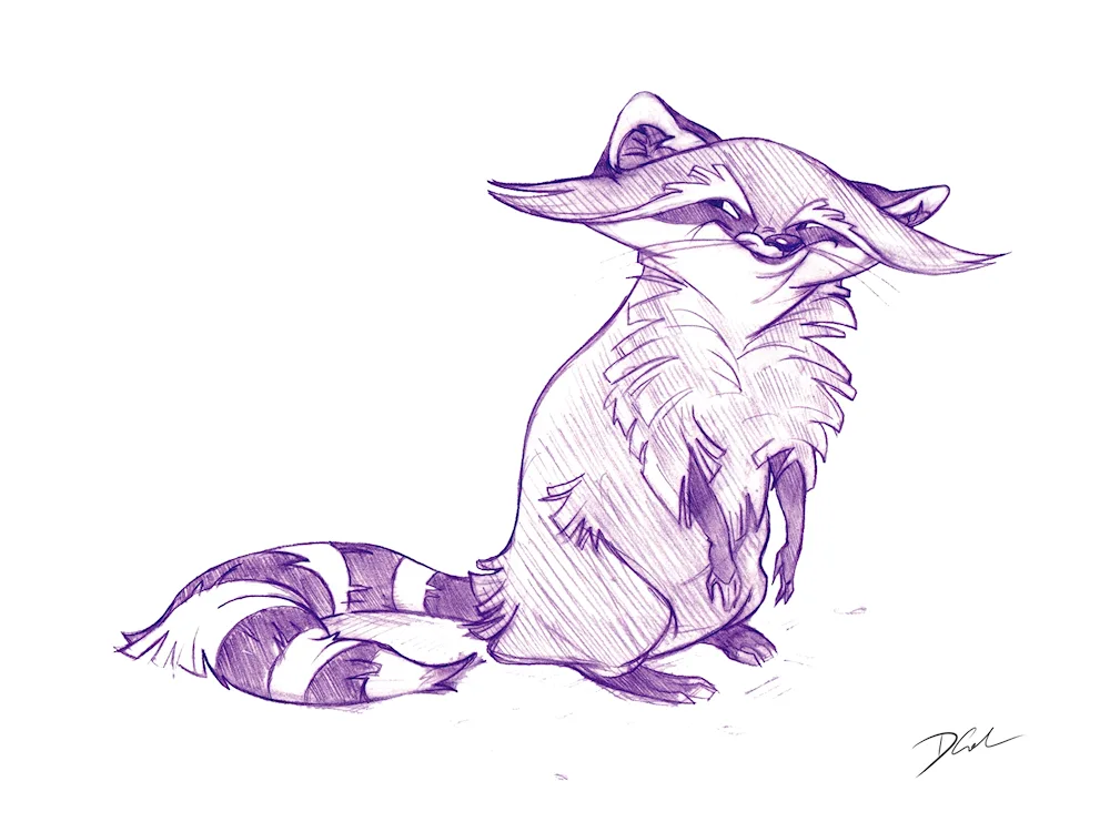 Raccoon sketch