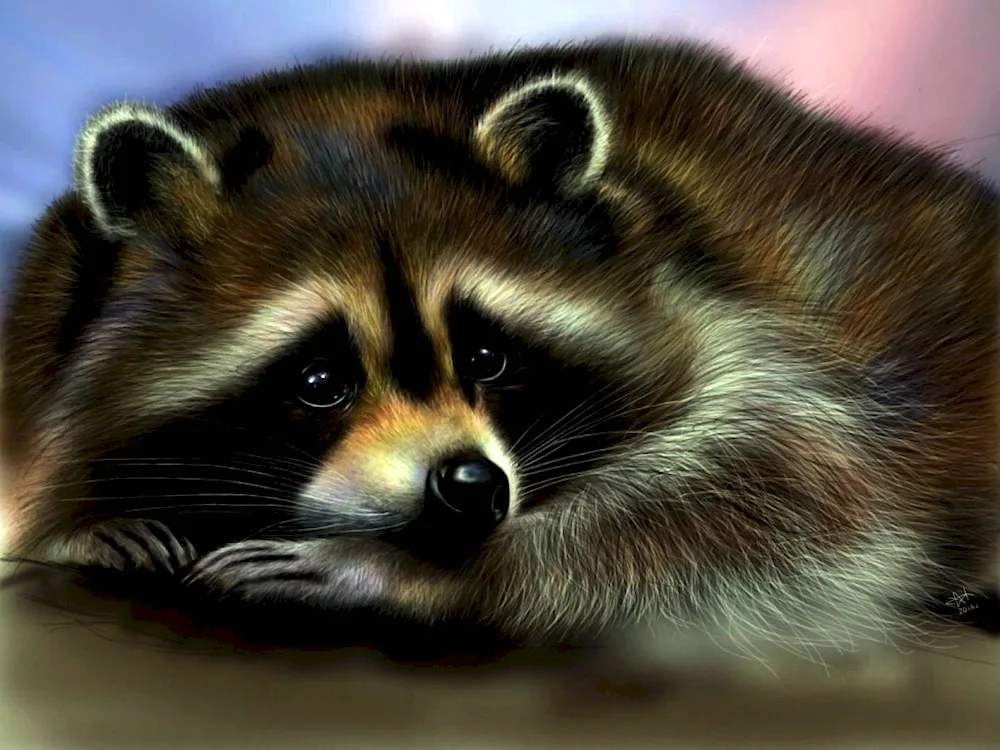 Raccoon striped