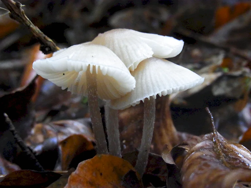 Entoloma glossy