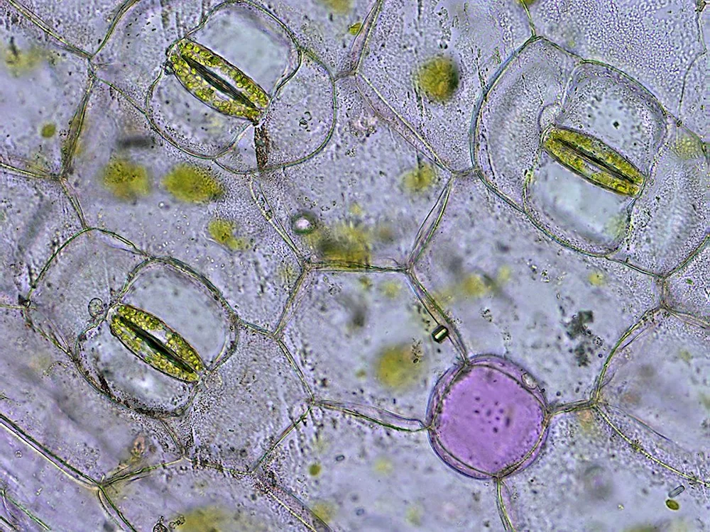 Plant cell microdissection under a microscope