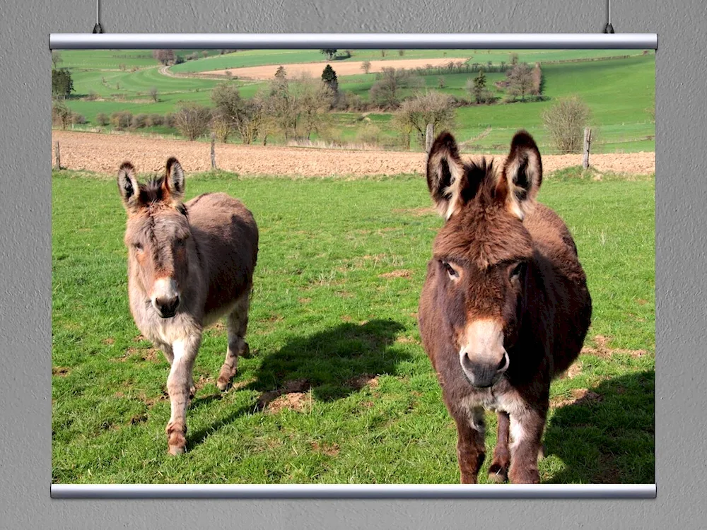 Equus asinus