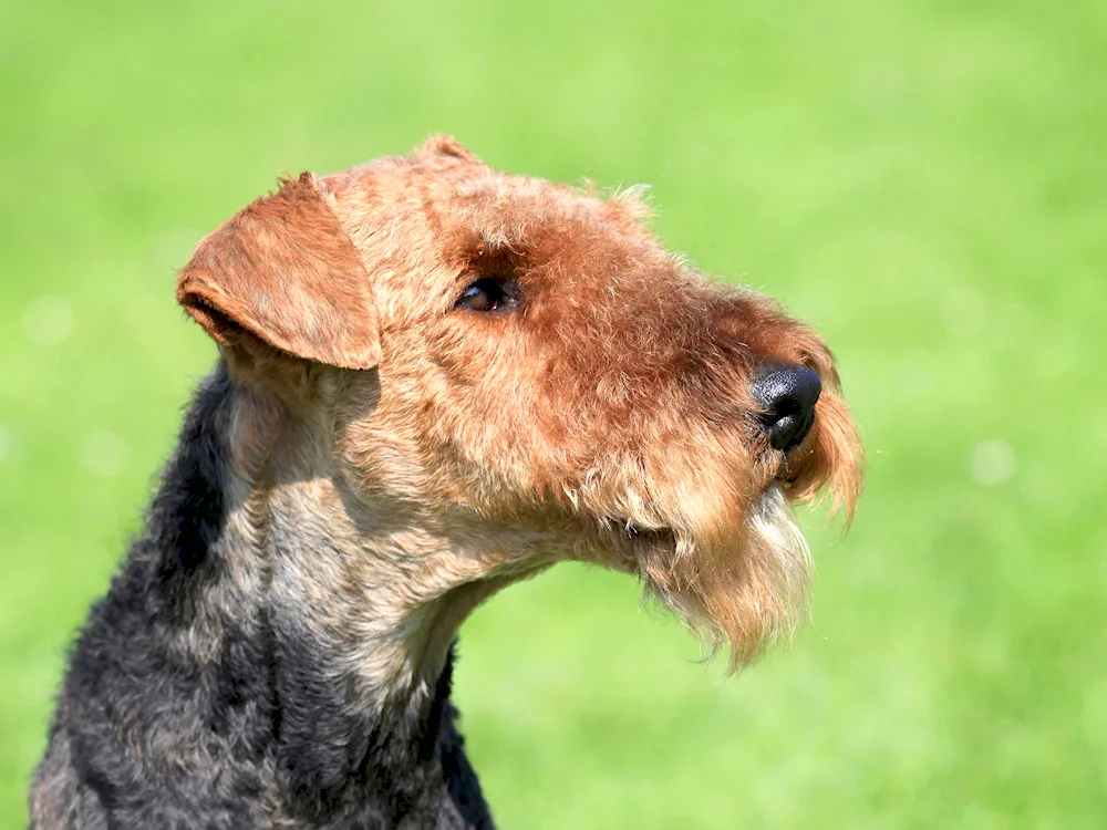 Bergham Shepherd Bergamasco