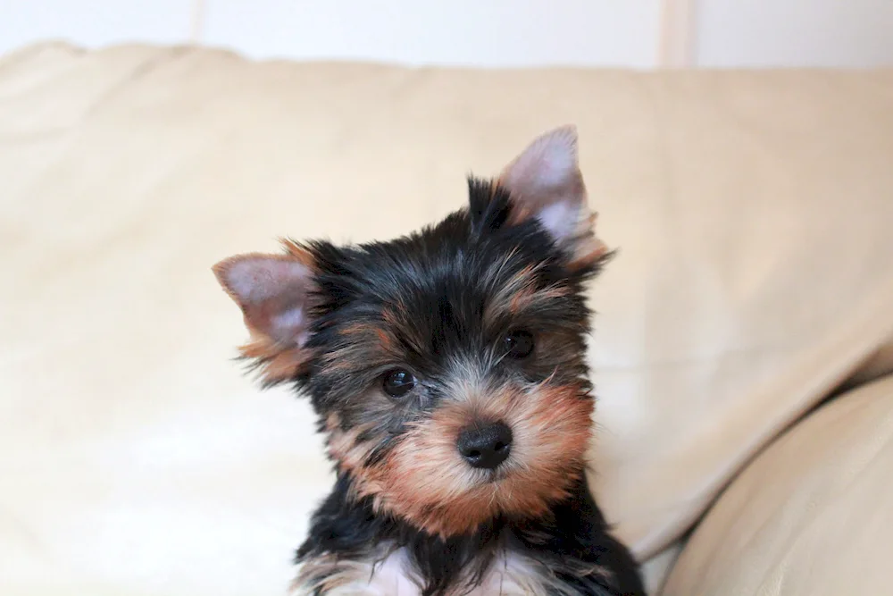 Yorkshire Terrier