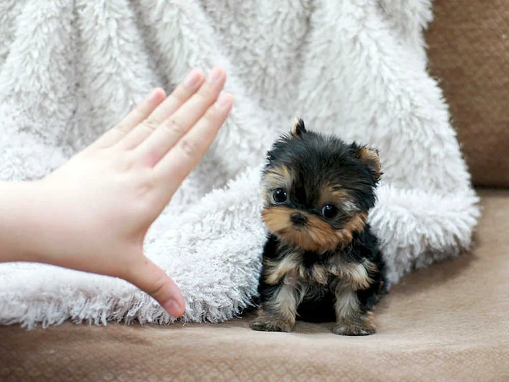 Yorkshire Terrier Yorkshire terrier mini