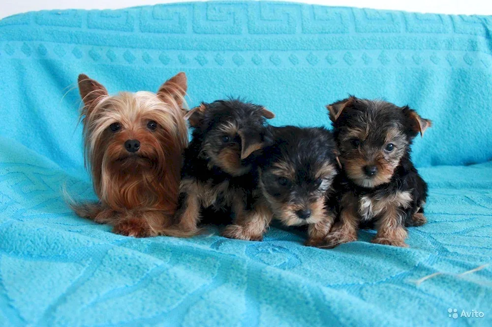 Yorkshire terrier