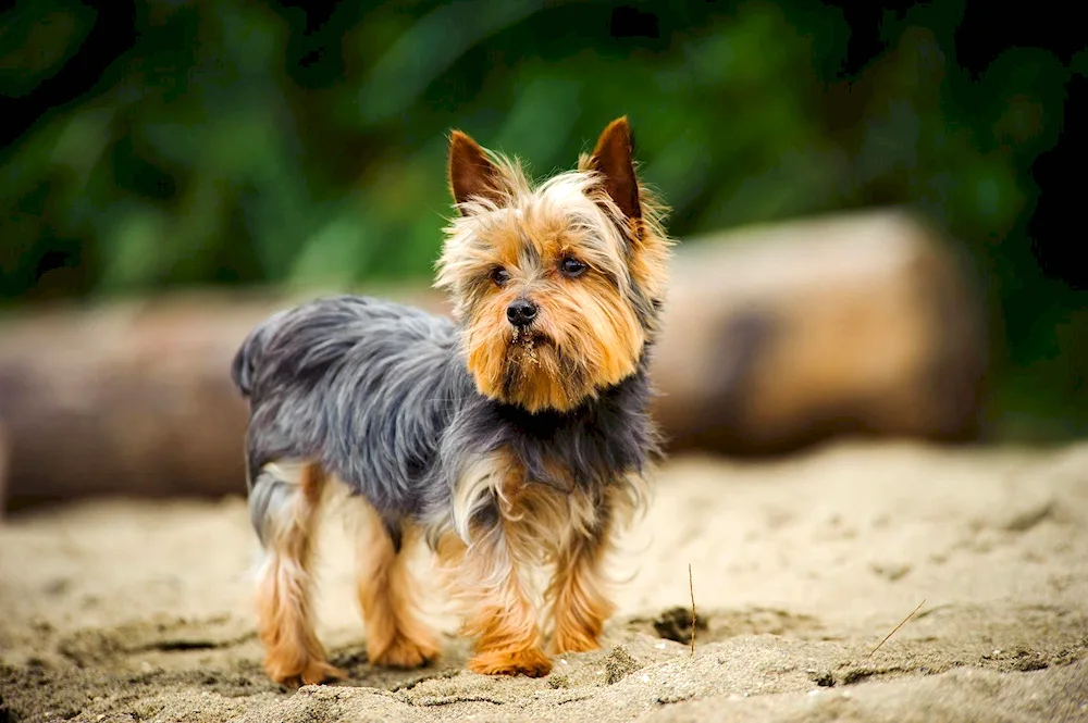 Yorkshire Terrier