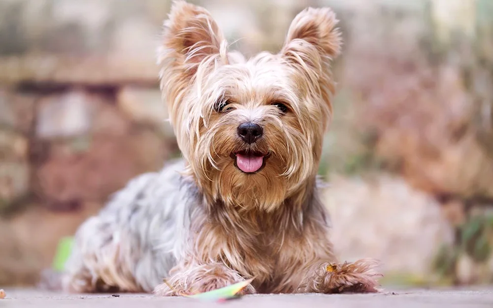 Yorkshire Terrier