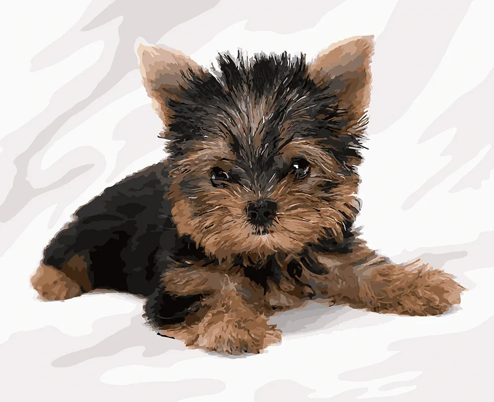 Yorkshire Terrier Short-haired