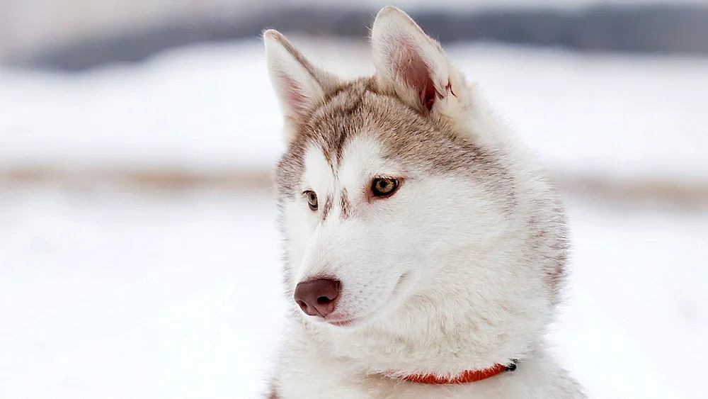 Malamute and husky