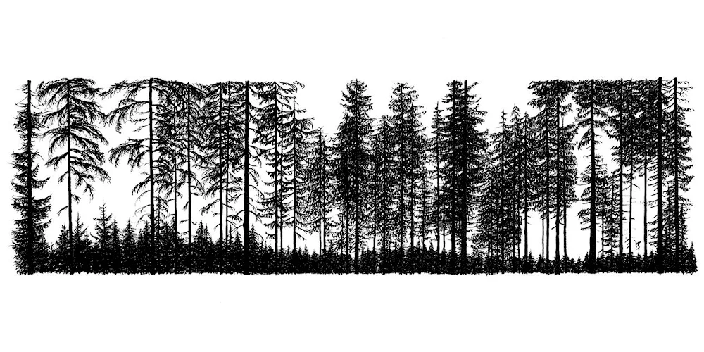 Sketch of forest