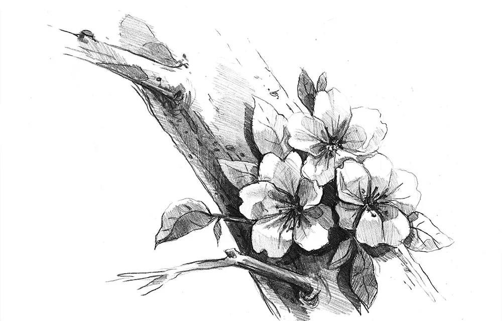 Phalaenopsis Magnolia