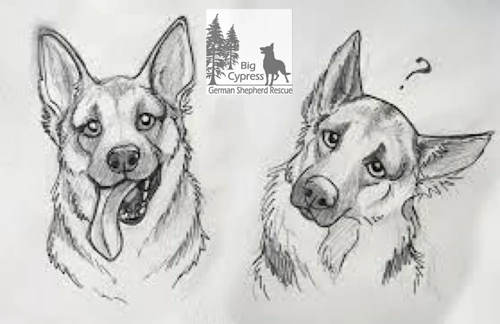 Pictures for colouring cute