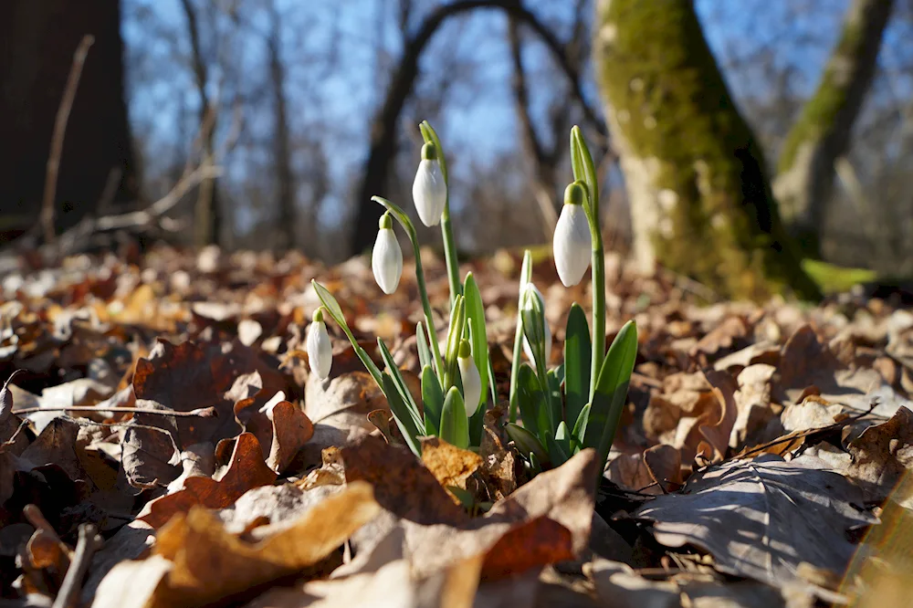 Early Spring snowdrops