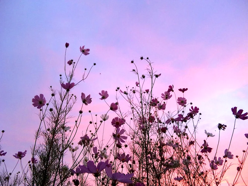 Aesthetical flowers