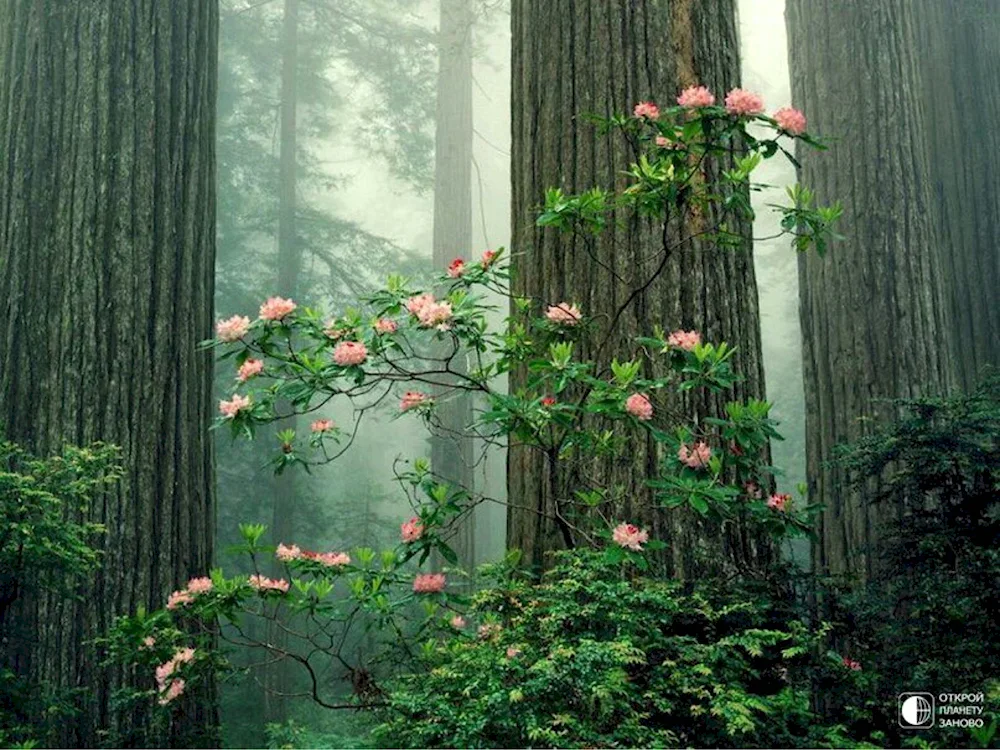 Aesthetic of nature