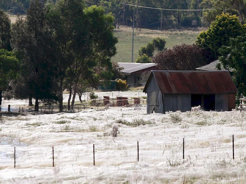 Event Spider Invasion in Australia