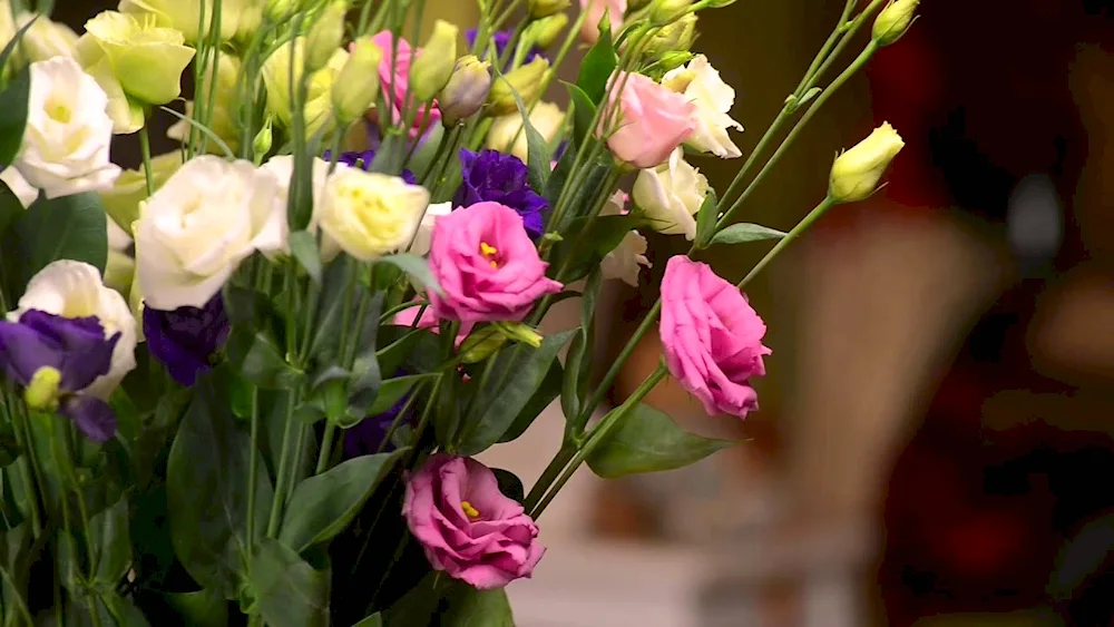 Eustoma Lisianthus Russell