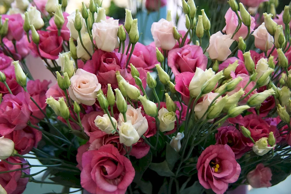 French rose eustoma