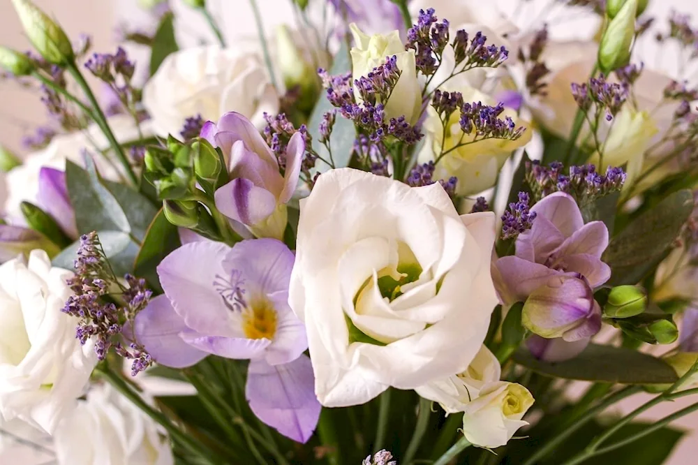 Lisianthus eustoma freesia