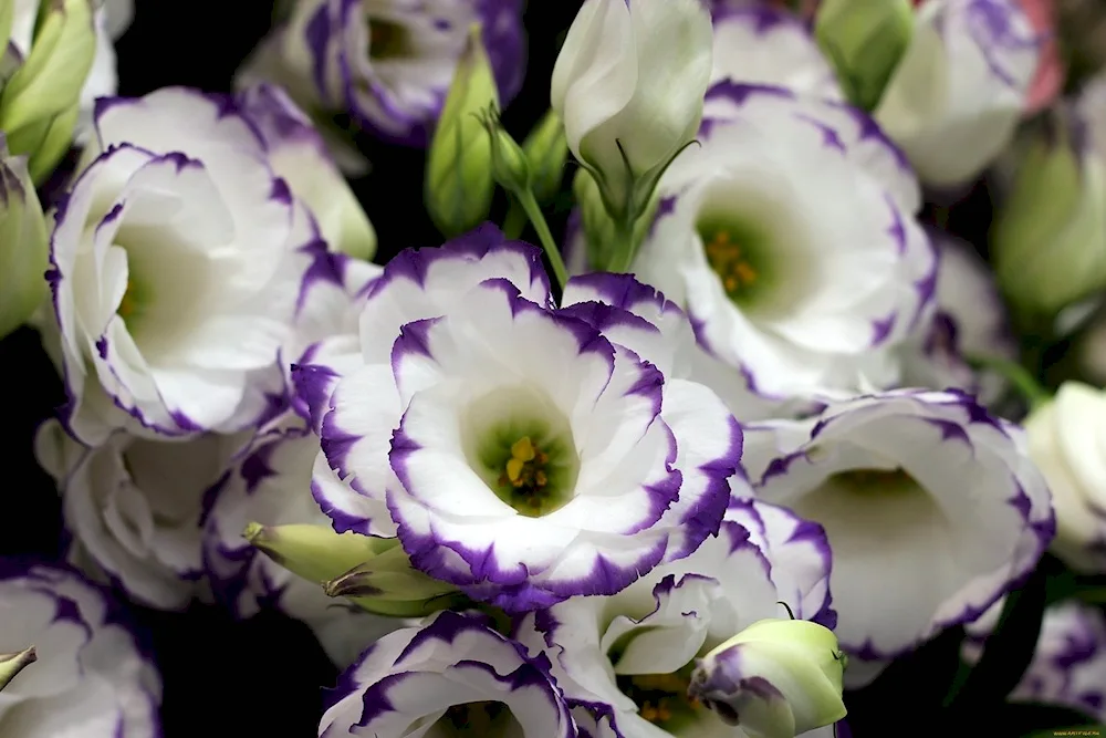 Rose and eustoma bouquet