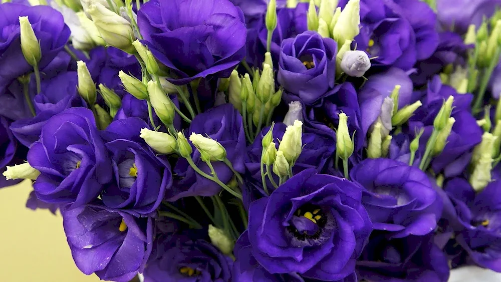 Lisianthus flowers