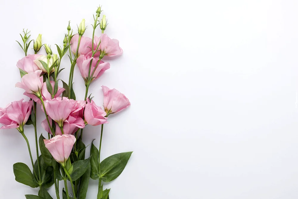 Eustoma lisianthus