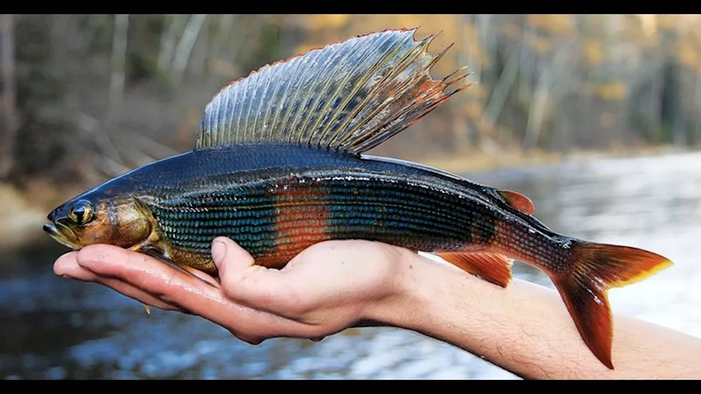 Lake Baikal fishing