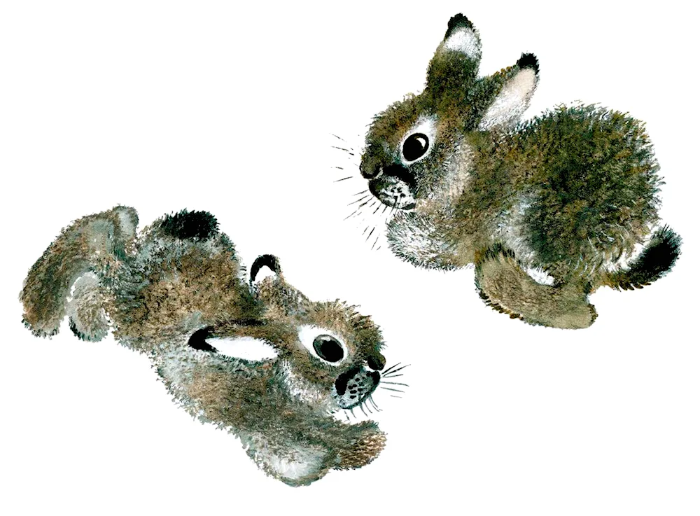 Evgeny Charushin about hares