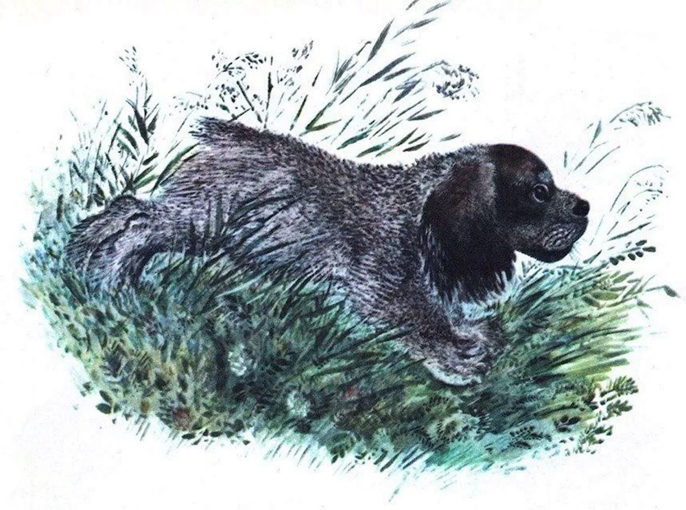 Evgeny Ivanovich Charushin Tomka