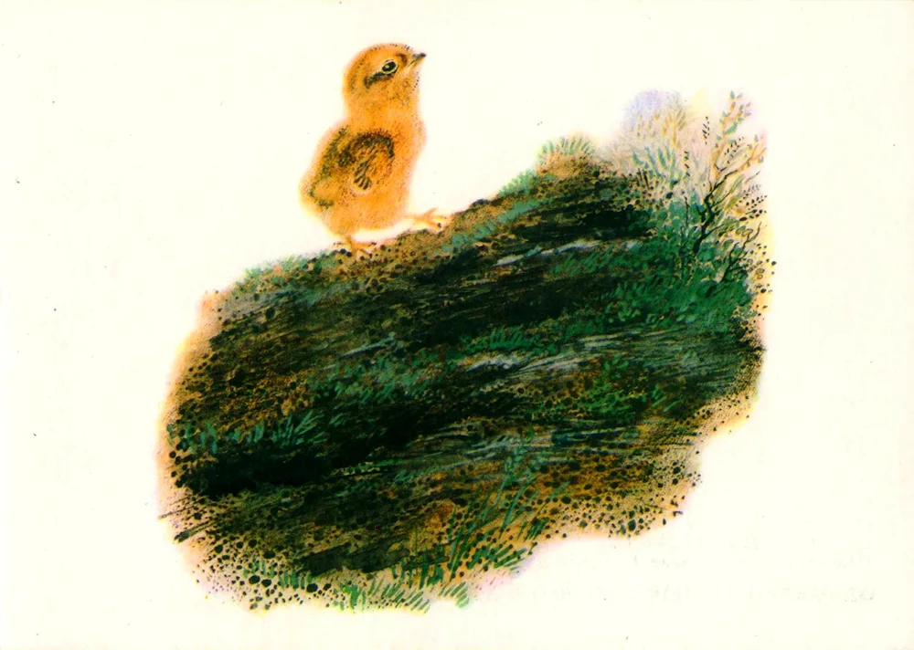 Evgeny Charushin illustrator