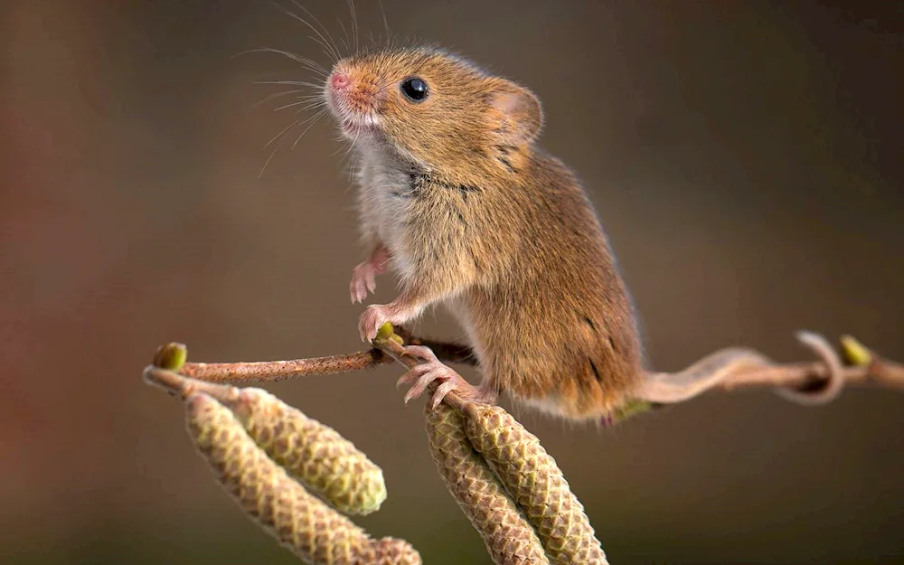 A funny mouse