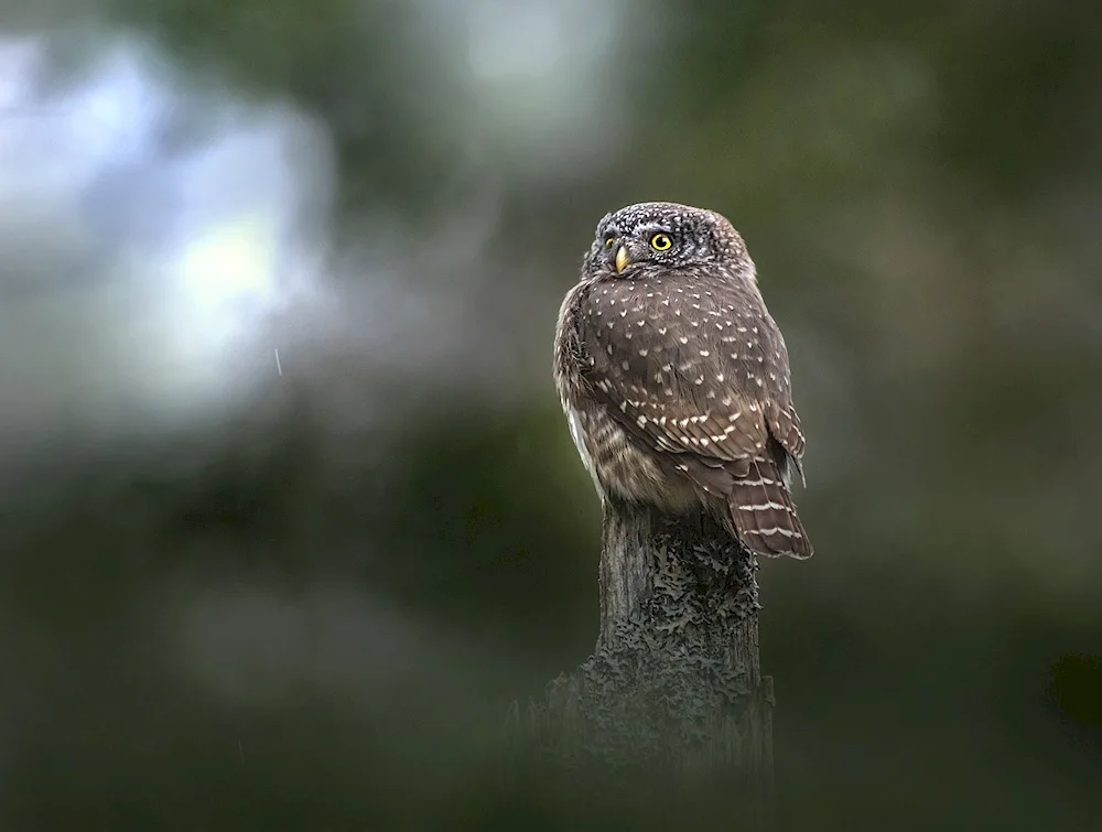 Eurasian Pygmy Owl