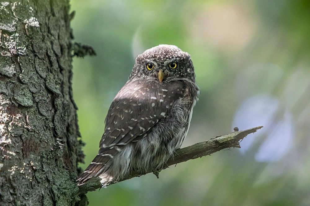 Eurasian Pygmy Owl