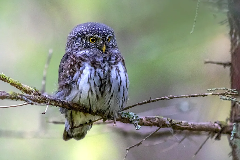 Sparrow Owl