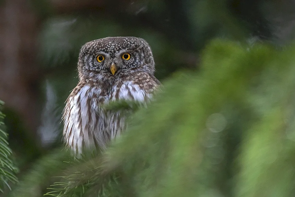 Eurasian pygmy Owl