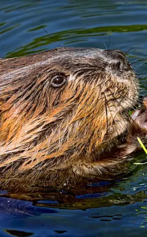 Eurasian River Beaver